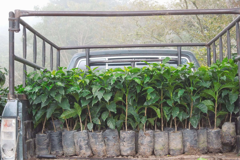Coffee plants - Blend 189