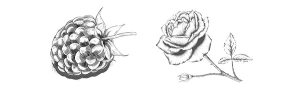 Illustration Framboise-Rose
