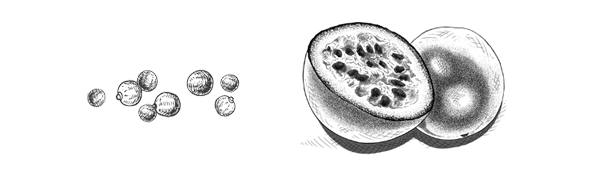 Illustration Coriandre-Fruit-de-la-passion