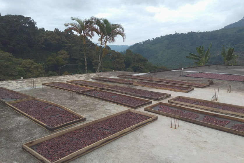 Felipe-Arcila coffee farm