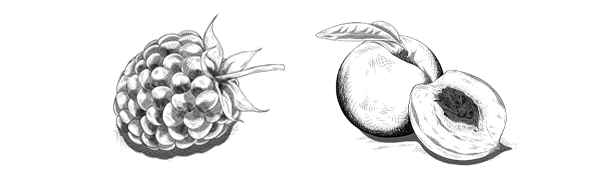 Illustration Framboise-Fruit-noyaux
