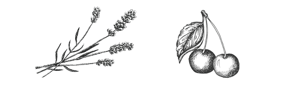 Illustration Lavende-Cerise