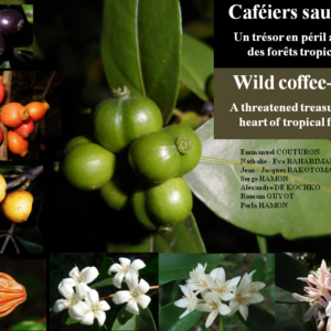 magazine Wild Coffee-trees